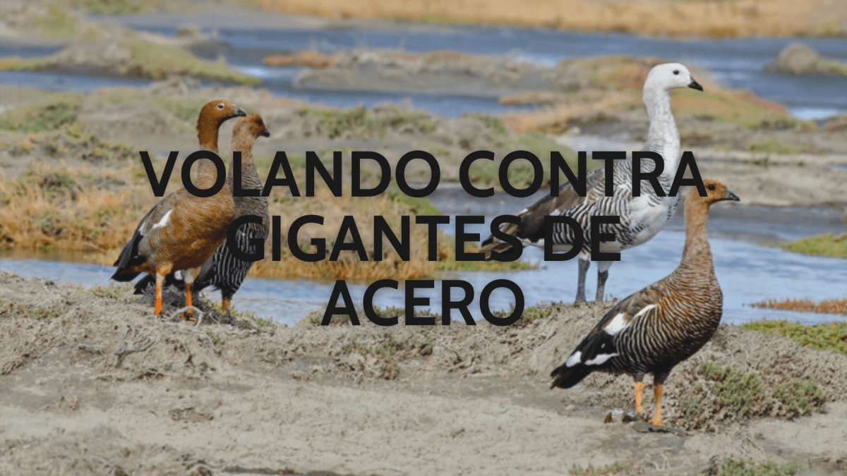 Volando contra gigantes de&nbsp;acero