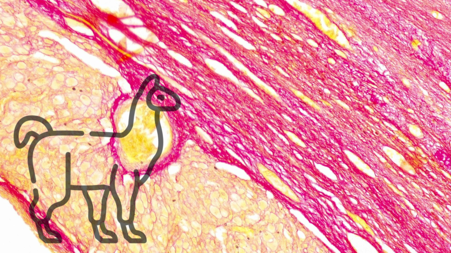 Patología en ovario de llama: Un&nbsp;caso