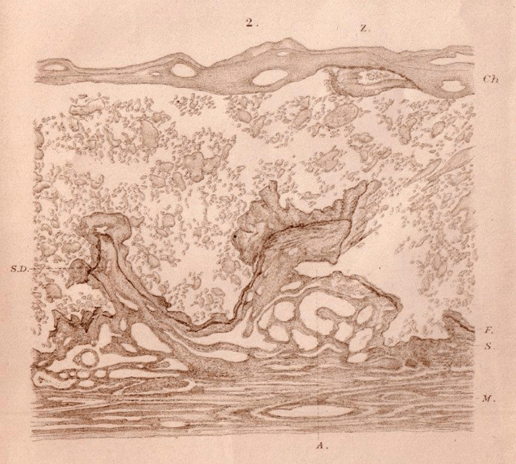 Ilustración científica que muestra estructuras celulares complejas, con detalles en tonos marrones y líneas que representan varios elementos y texturas.